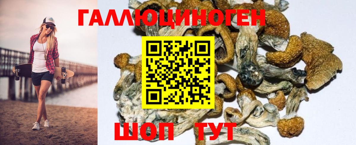 Псилоцибиновые грибы Psilocybe Кирово-Чепецк
